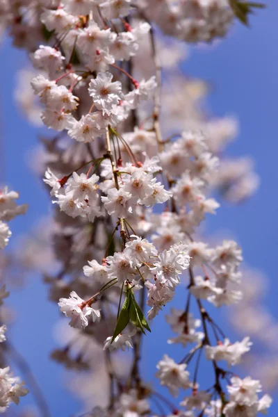 Floraison de printemps — Photo