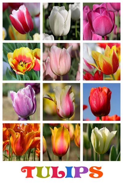 stock image Tulip collage