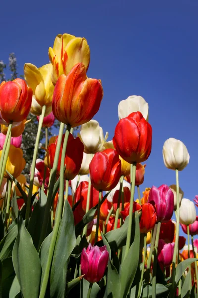 Fond de fleur de tulipe — Photo