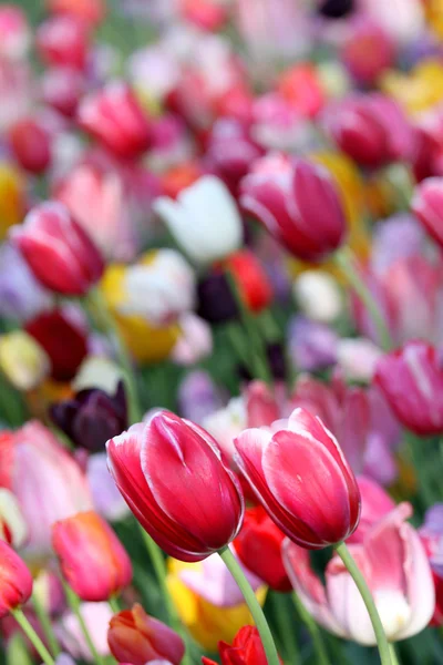 Viele Tulpenblumen — Stockfoto