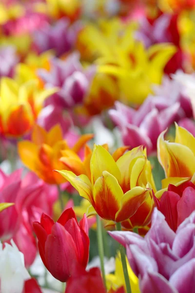 Viele bunte Tulpen — Stockfoto