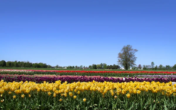 Dutch tulip garden — Stock Photo, Image