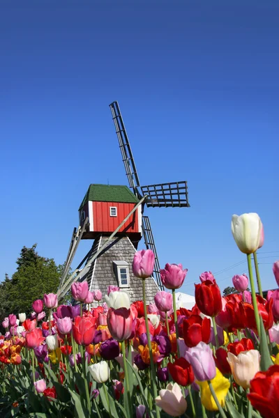 Jardines de tulipán —  Fotos de Stock