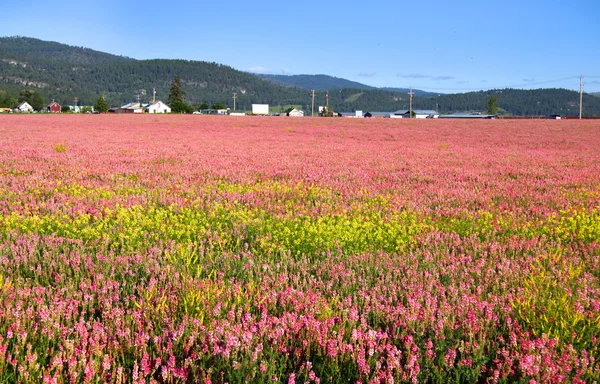 Fält av rosa blommor — Stockfoto