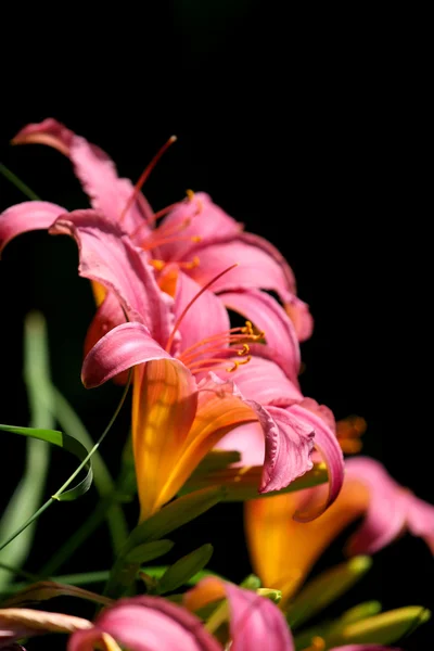 Pink Lily flower — Stock Photo, Image