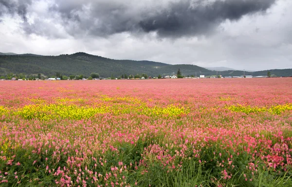 Field of pink flowers