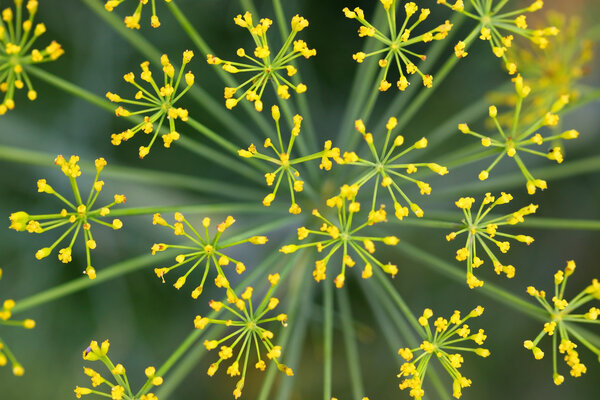 Желтый цветок
