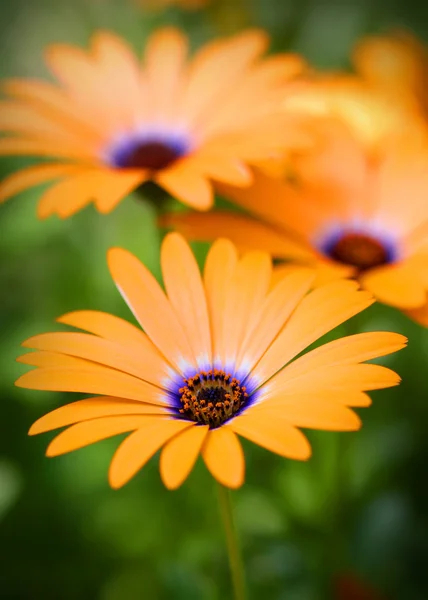 Orange daisy flowers — Stock Photo, Image