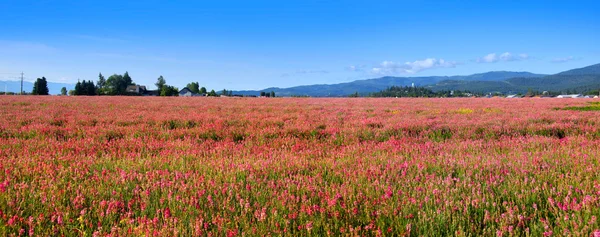 stock image Pink flower field