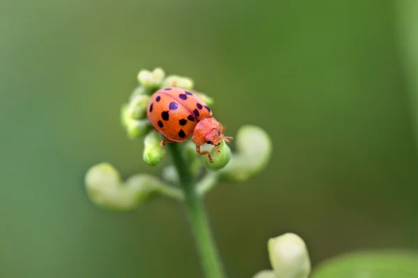 Jovem menina bug — Fotografia de Stock