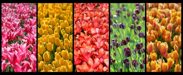 stock image Tulip collage