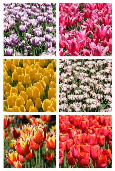 Collage tulipano — Foto Stock