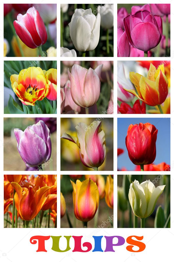 Tulip collage