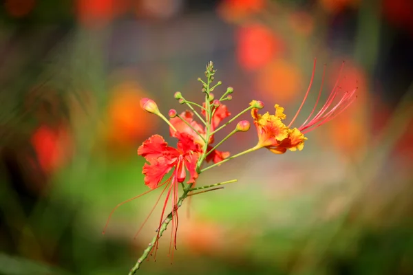 GULMOHAR λουλούδι — Φωτογραφία Αρχείου