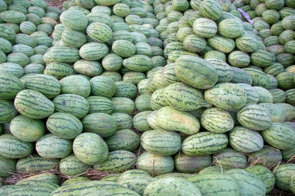 Cultivos de melón Stock Photos, Royalty Free Cultivos de melón Images ...
