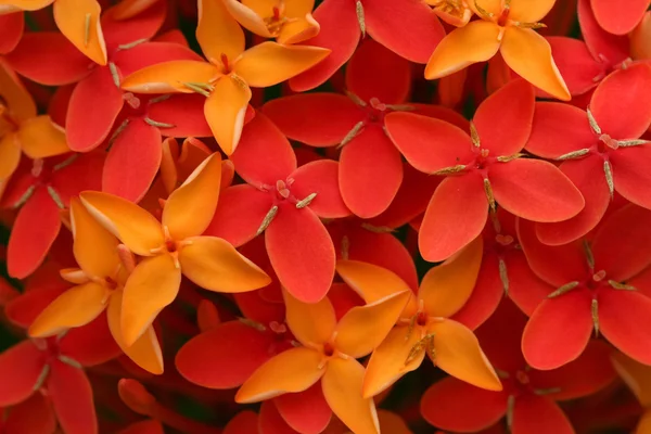 Цветы Ашоки — стоковое фото