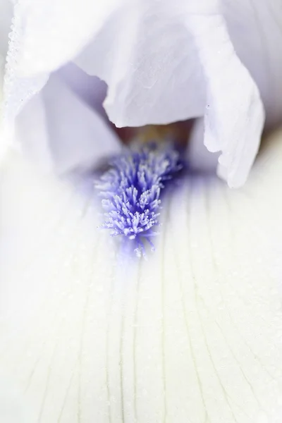 Close up shot of flower — Stock Photo, Image