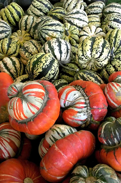 Different Pumpkins — Stock Photo, Image