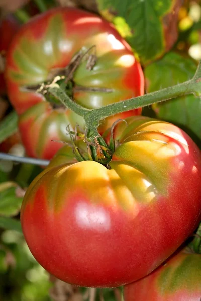 Ekologiczne pomidory — Zdjęcie stockowe