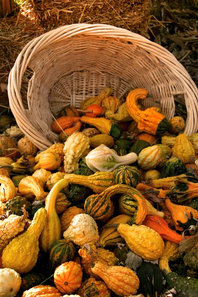 Arreglo de calabaza — Foto de Stock