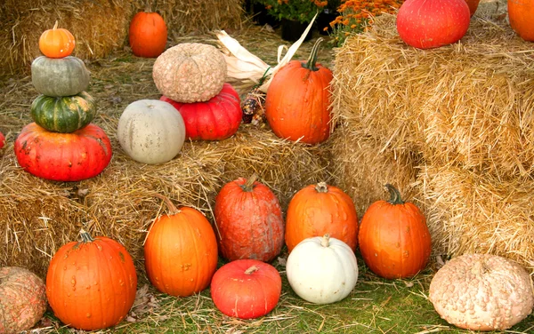 Pumpkin Arrangement — Stock Photo, Image