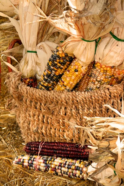 Harvest — Stock Photo, Image