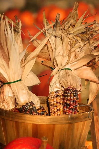 Autumn harvest — Stock Photo, Image