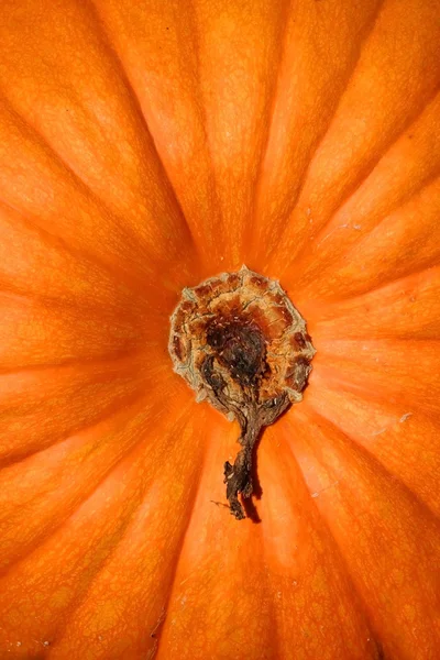 오렌지 호박 — 스톡 사진