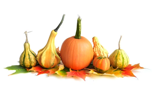 Pumpkin Decoration — Stock Photo, Image