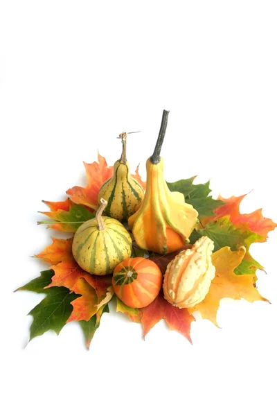 Pumpkin Arrangement — Stock Photo, Image