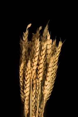 Wheat Grains clipart