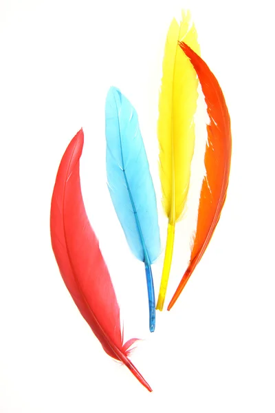 stock image Colorful Feathers