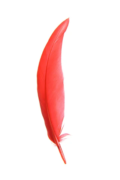 Κόκκινο φτερό — Φωτογραφία Αρχείου