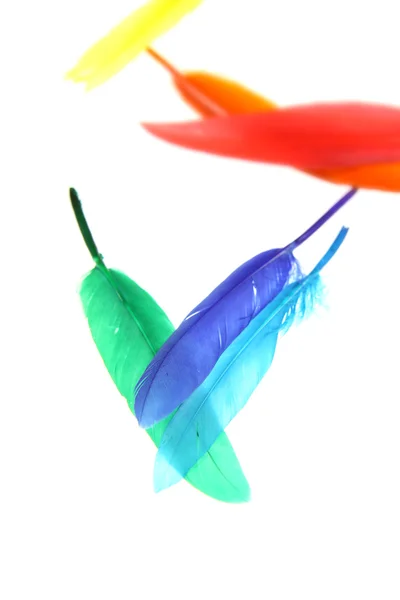 Colorful Feathers — Stock Photo, Image
