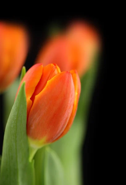 Orange tulip flowers — Stock Photo, Image