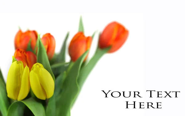 Cartão de post tulipas — Fotografia de Stock