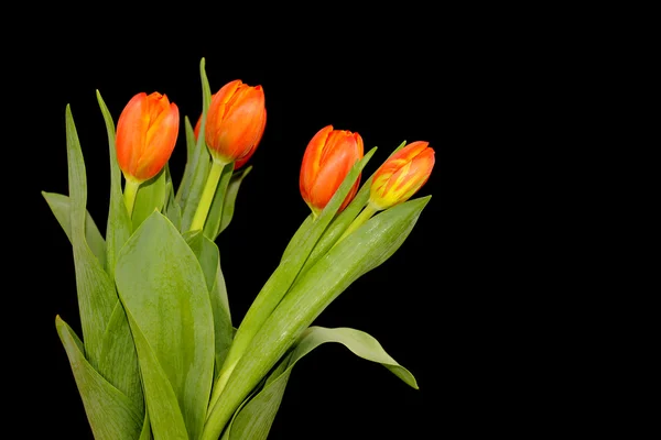 Orange Tulpenblüten — Stockfoto