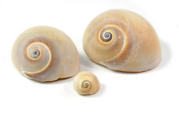 stock image Sea Shells