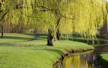 Willow Trees clipart