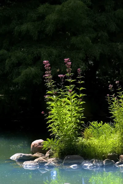 Pequeño estanque en un parque — Foto de Stock