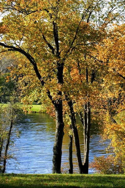 秋天的树木 — 图库照片