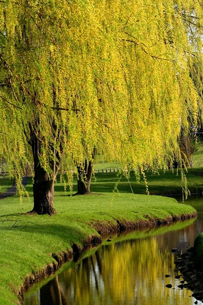 Willow träd — Stockfoto