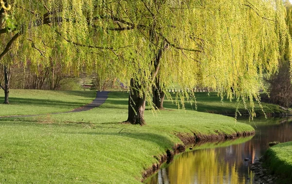 Willow träd — Stockfoto