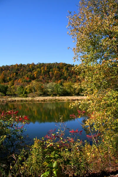 Arbre simple au bord du lac — Photo