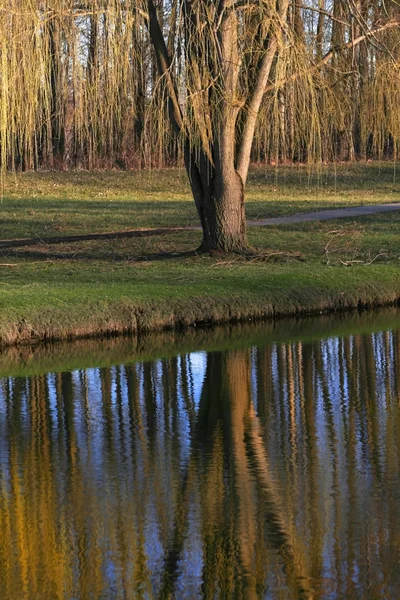 Willow Tree — Stock Photo, Image