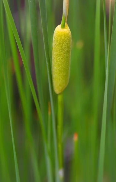 Close Up Of Grass — Stock Photo, Image