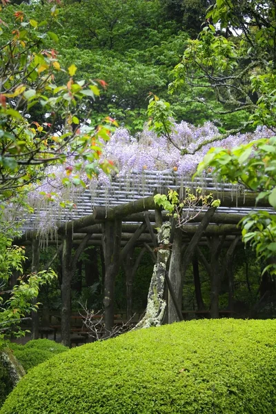 Jardin japonais — Photo