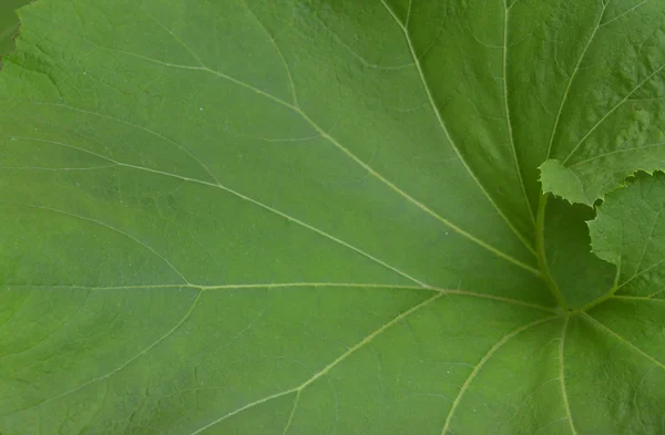 Великий зелений лист — стокове фото
