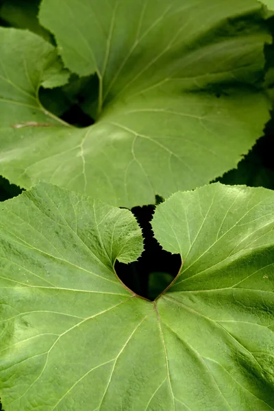 Two Big Leaves — Stock Photo, Image