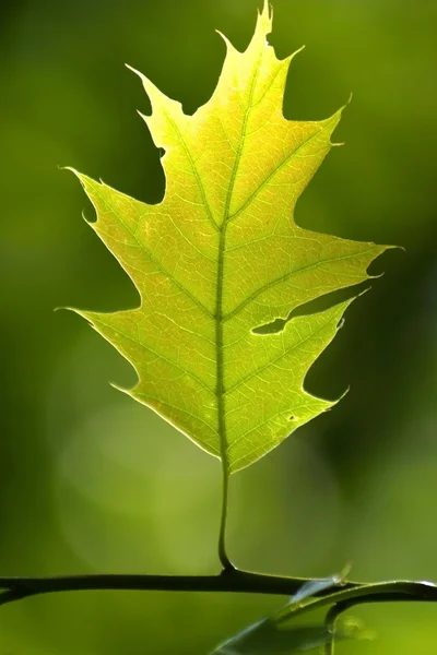 Stock image Bright Green Leaf